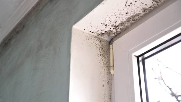 Professional Mold Removal in Sharon, PA