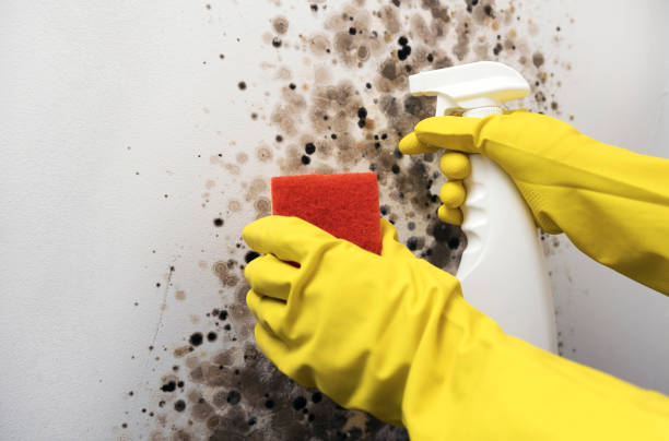 Best Mold Removal Process  in Sharon, PA