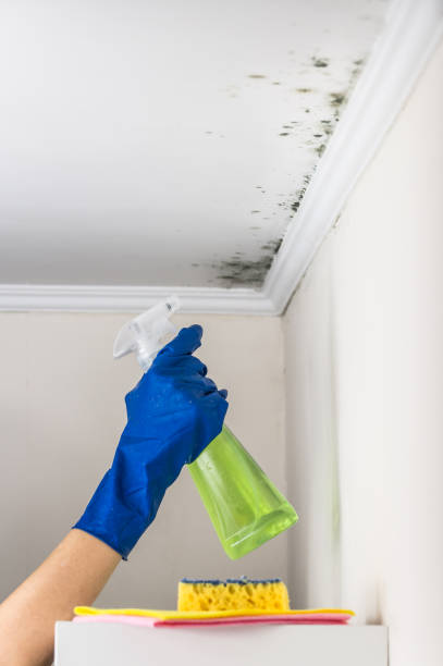 Best Same-Day Mold Removal  in Sharon, PA