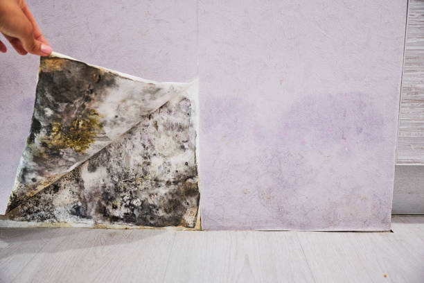 Best Mold Testing  in Sharon, PA